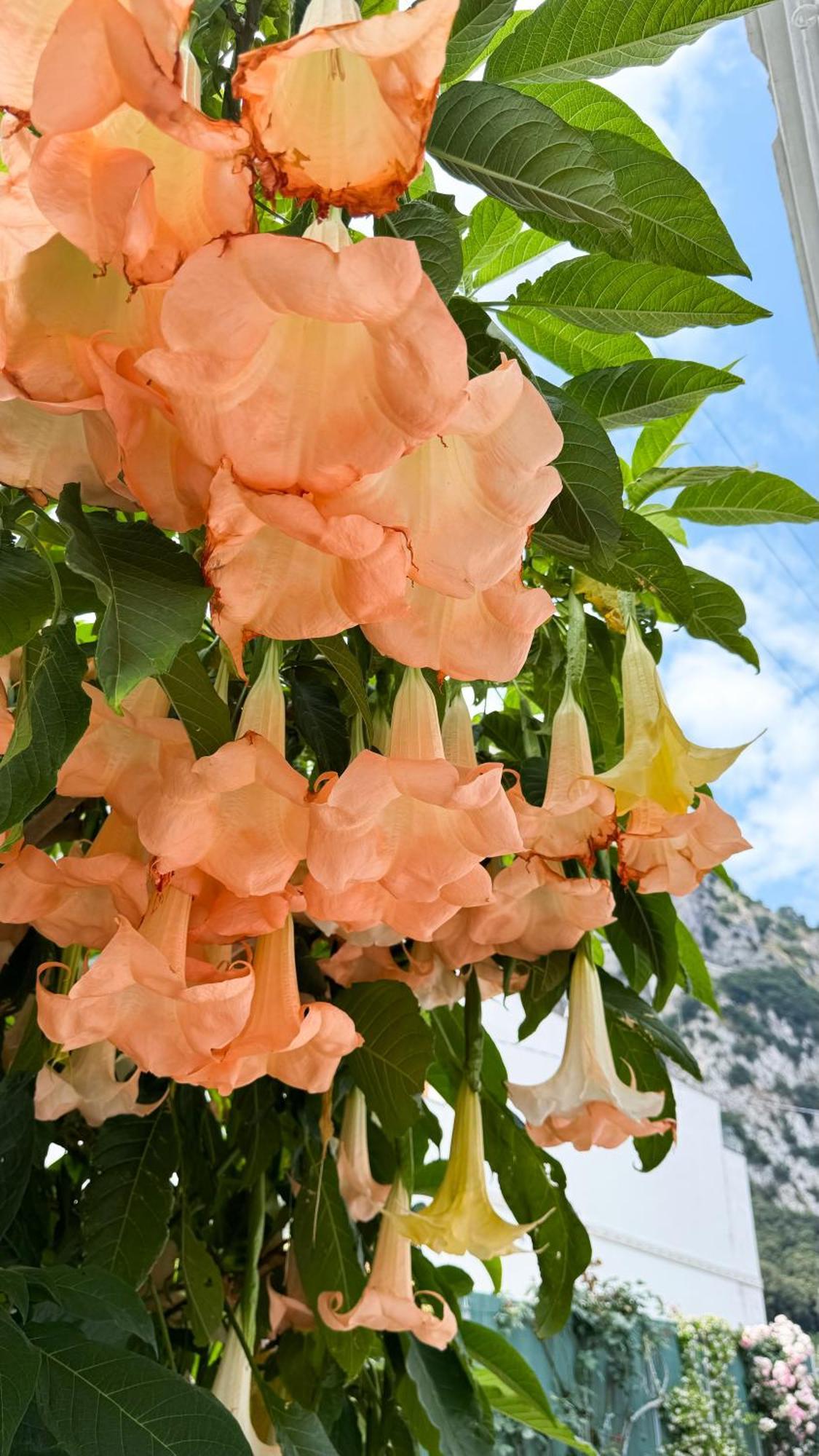 Il Cigno B&B Capri Extérieur photo